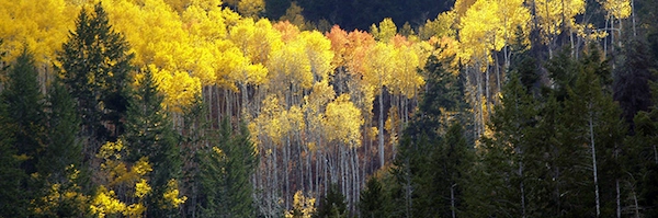 Different types of trees in a distant forest setting.