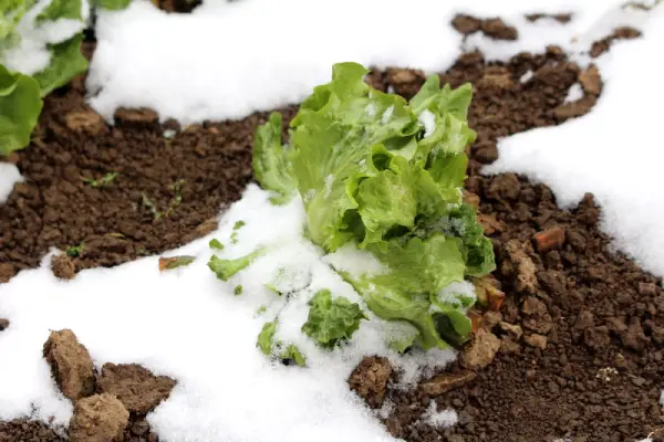 Vegetable garden in snow