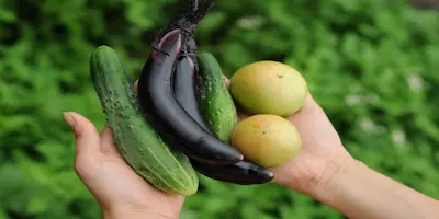 hands holding vegetables