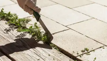 Gloved hand using tool to remove weed between cracks of pavement.