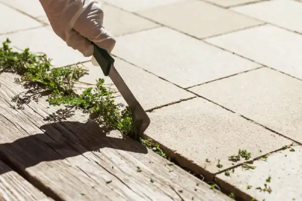 Gloved hand using tool to remove weed between cracks of pavement.