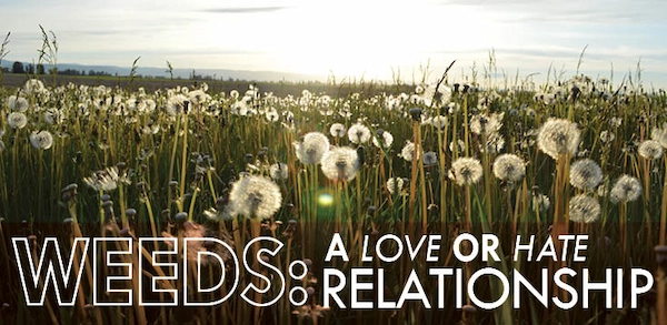 Weeds: A Love or Hate Relationship.