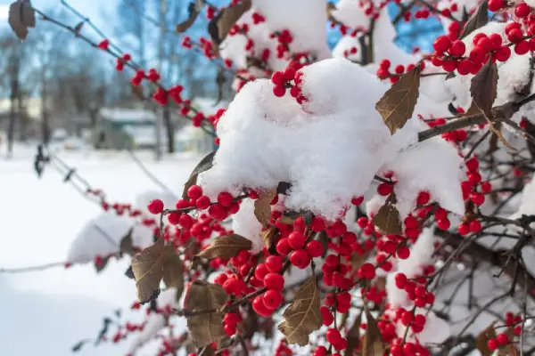 Winterberry bush in the snow