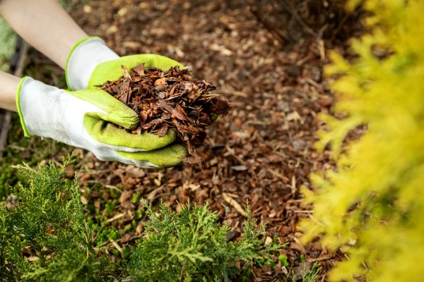 Person wearing garden gloves adding mulch to a flower bed.