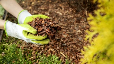 Person wearing garden gloves adding mulch to a flower bed.