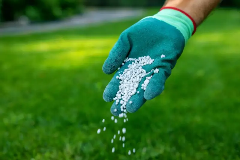 A gloved hand scattering granular fertilizer over a green, healthy lawn.