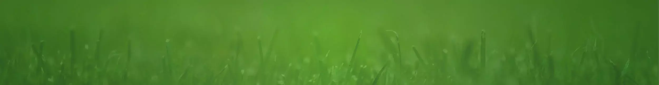 Grass on green background.