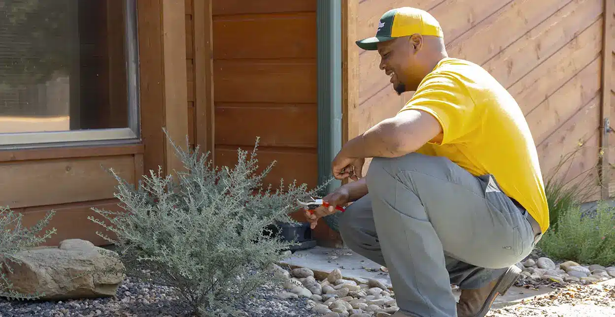 The Grounds Guys service professional crouching next to a small bush and pruning its branches.