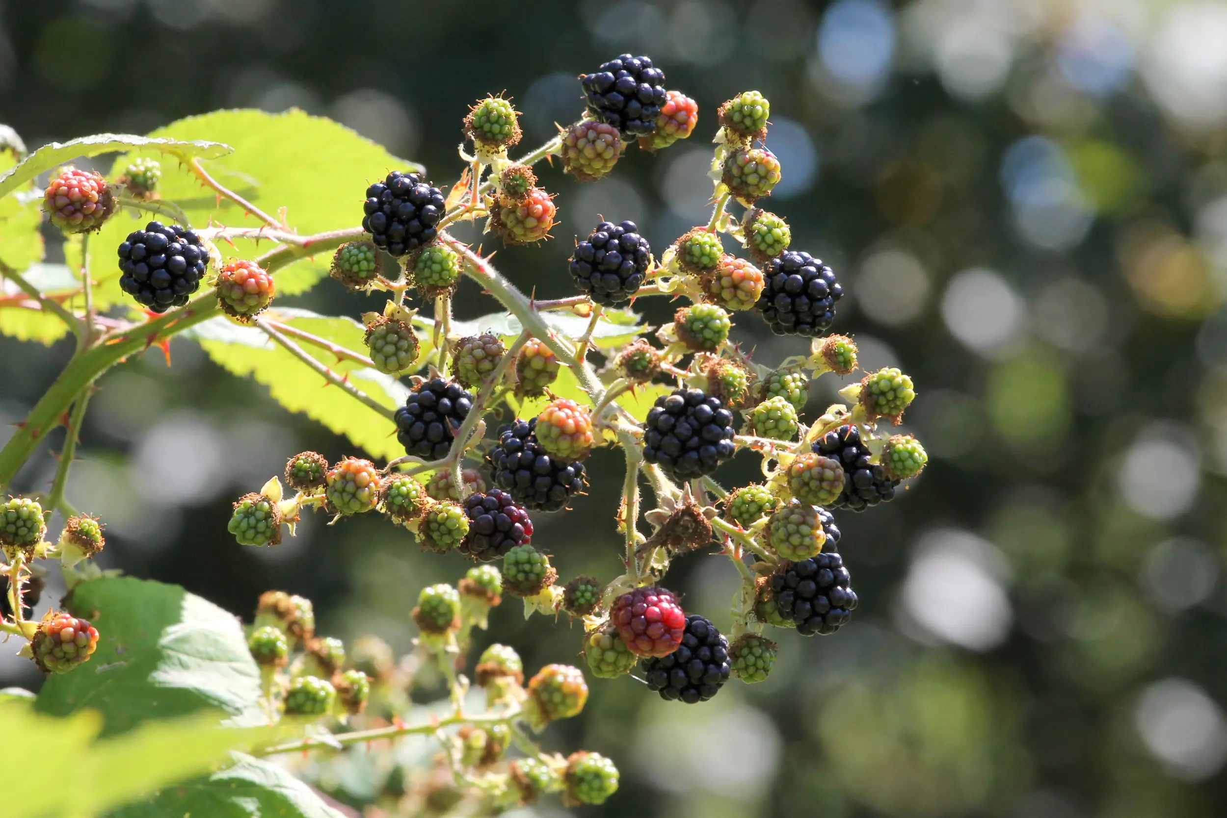 A cluster of ripe and unripe blackberries on a leafy branch in natural sunlight.