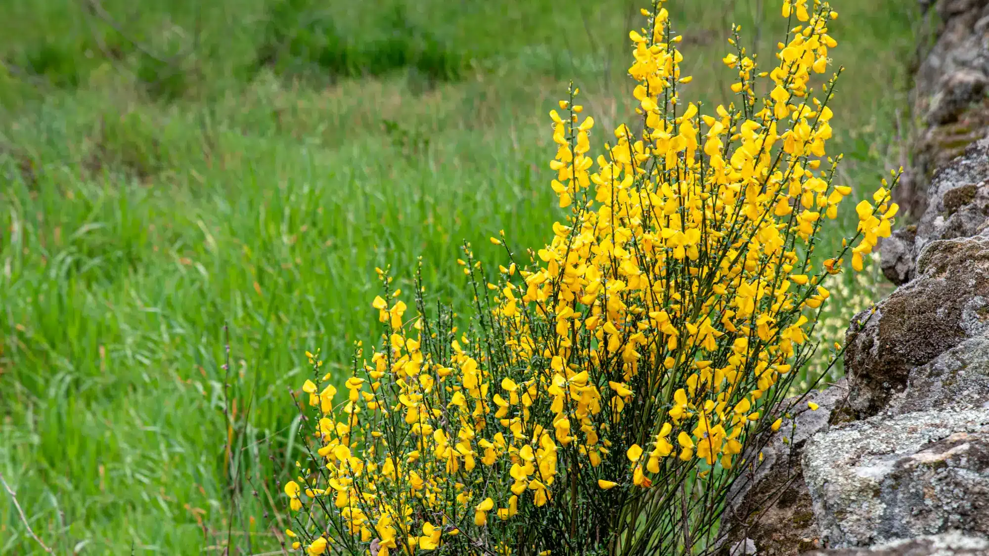 Scotch Broom, a tall shrub covered in bright yellow blooms growing beside a rock wall in a grassy field.