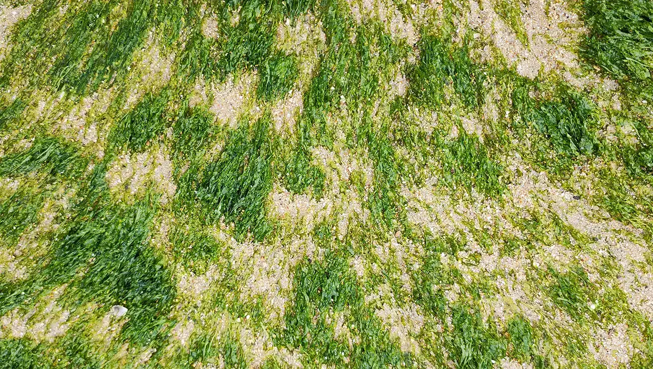 Clumps of grass intermixed with sand.