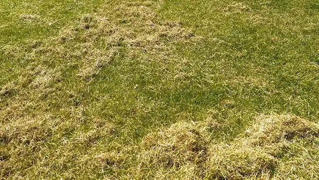 Neatly raked piles of grass thatch on a lawn, with a rake lying nearby, as well as loose thatch strewn about.