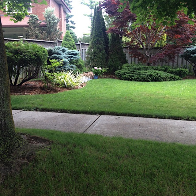A well-mowed lawn with a stone pathway and plants in the garden.