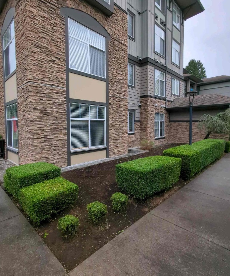 Boxwood hedging