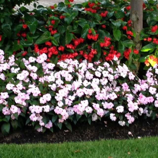 Flower beds