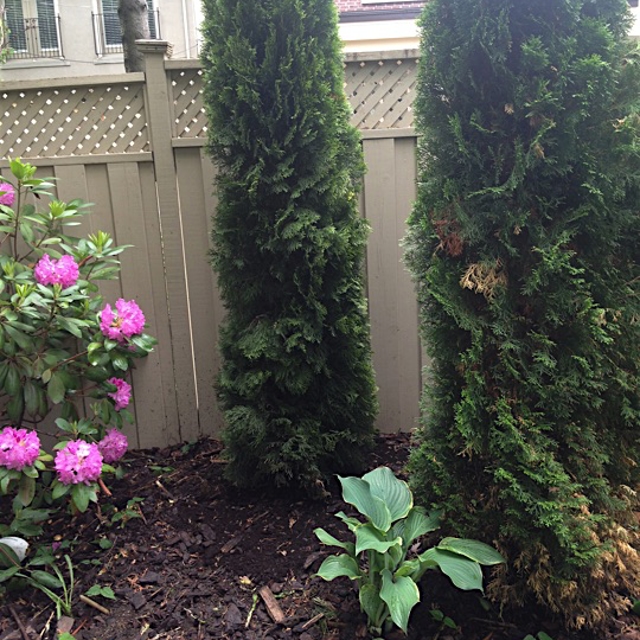 Plants in a garden near a wall.