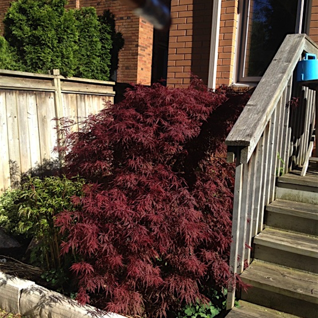 Plants in the front lawn of a house.
