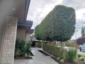 Privacy hedge