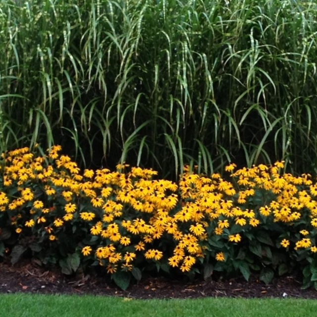 garden flowers with long grass plants