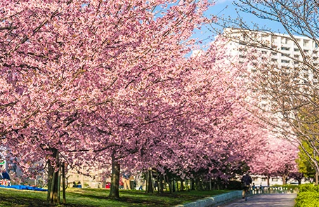 Trees blooming with pink flowers next to wide pathway with commercial building.